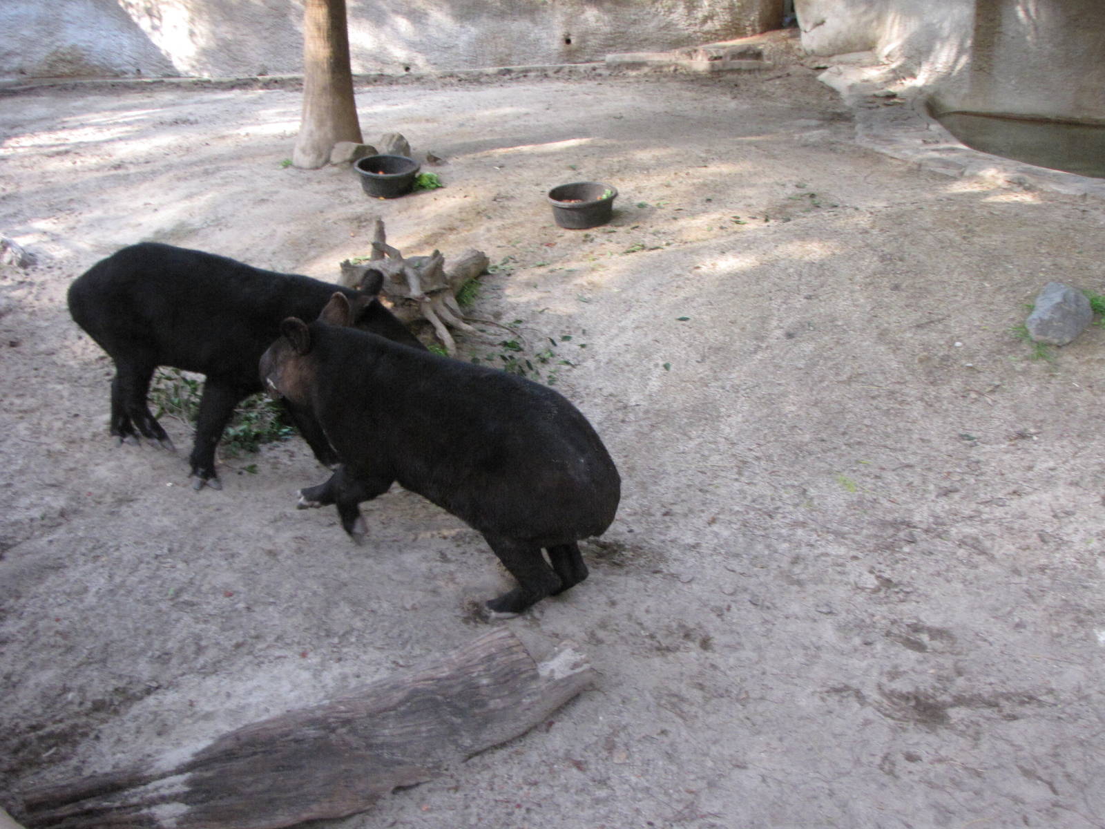 Mountain Tapirs