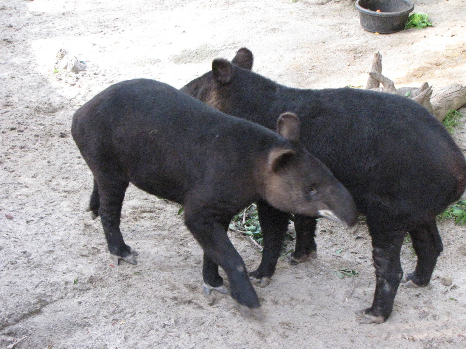 Mountain Tapirs