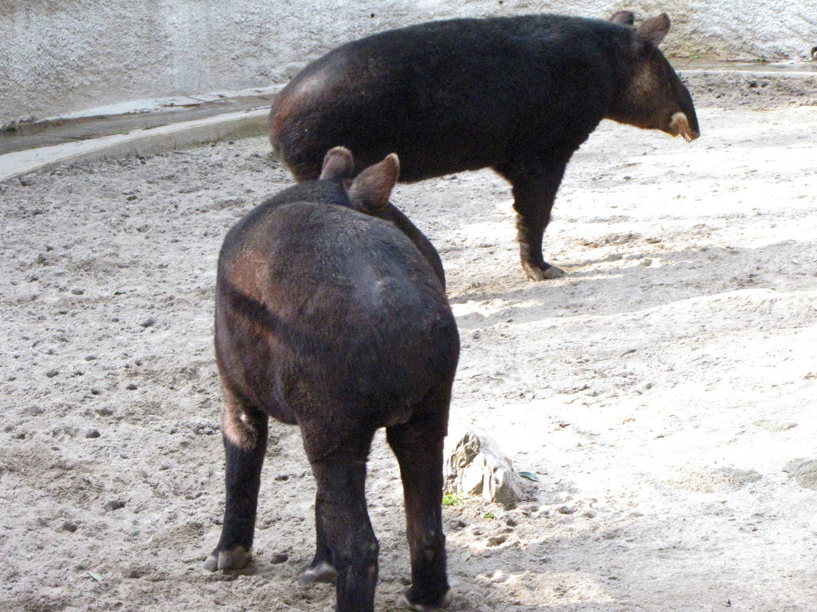 Mountain Tapirs