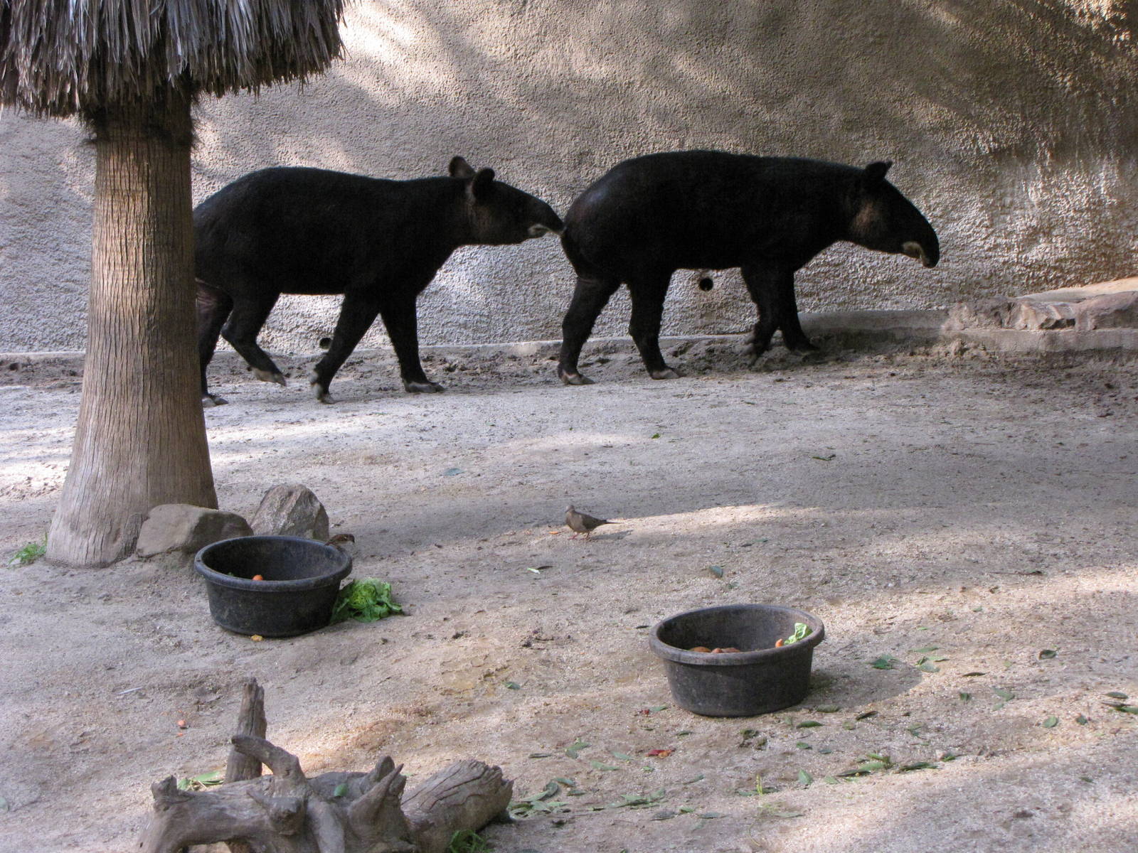 Mountain Tapirs