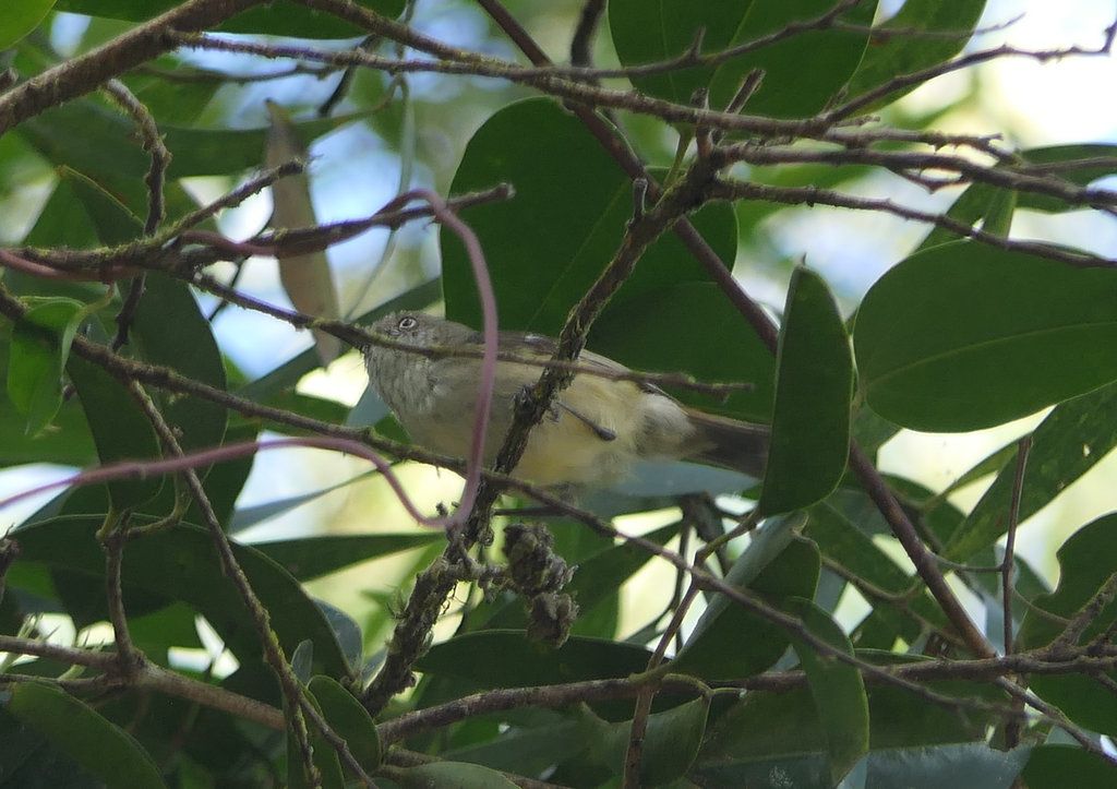 Mountain Thornbill (Acanthiza katherina)