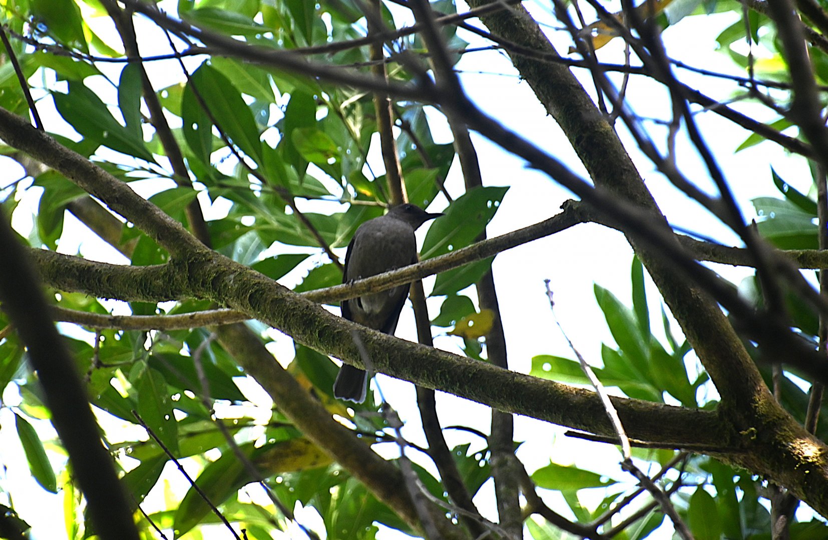 Mountain thrush (Turdus plebejus)