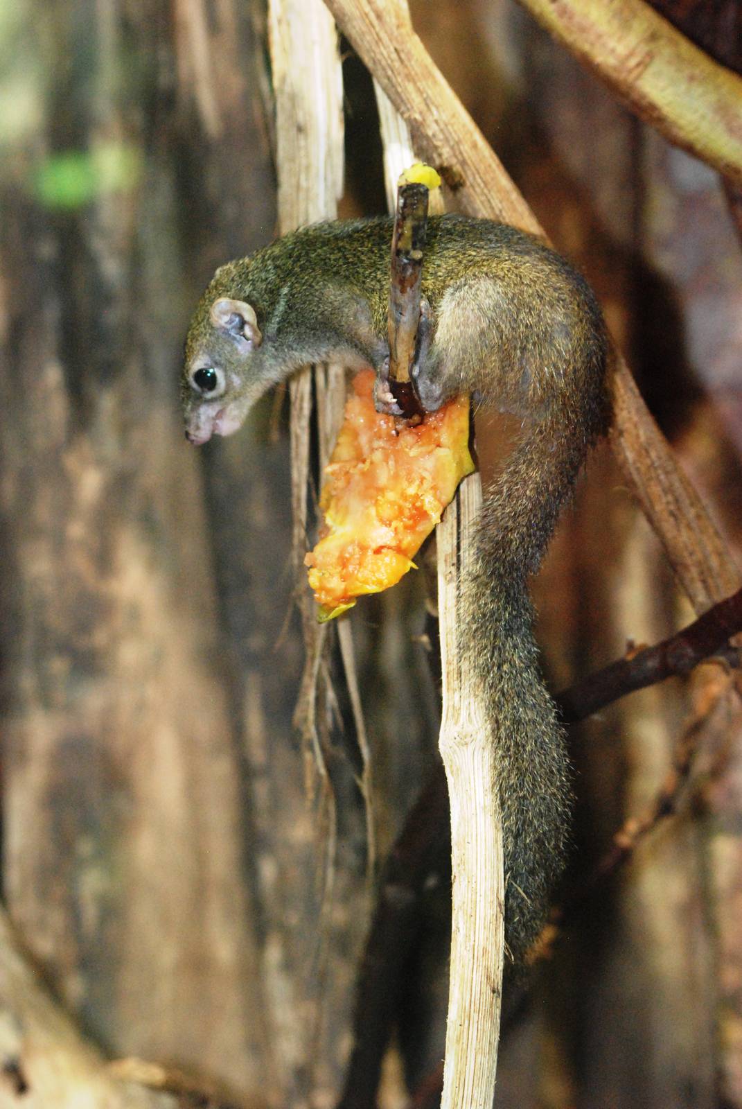 Mountain Tree Shrew at Vienna, 16/06/13