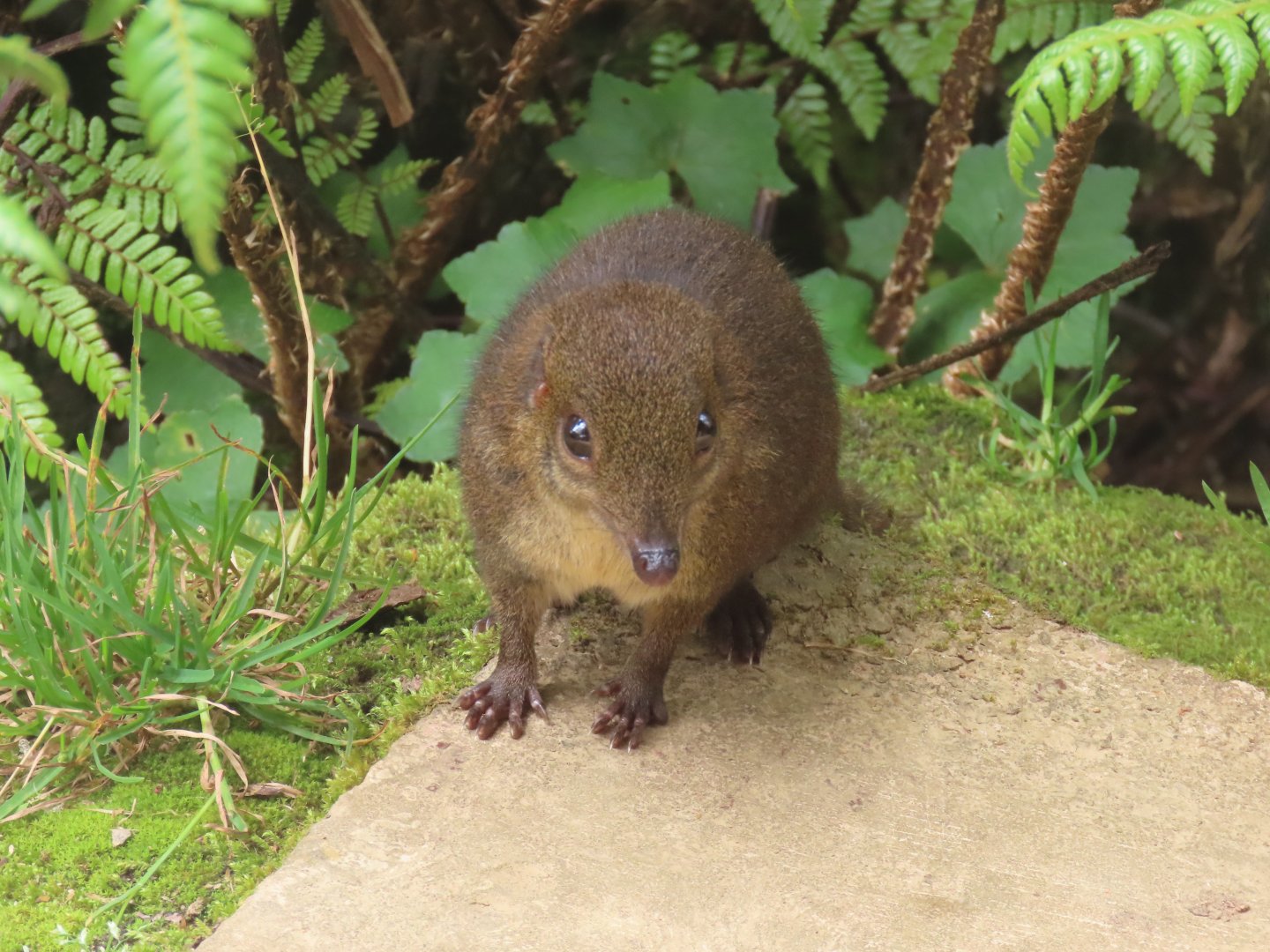 mountain treeshrew (Tupaia montana)