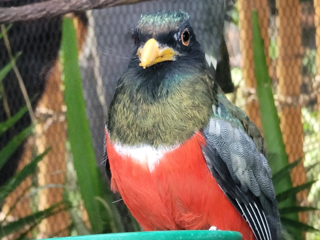 Mountain Trogon
