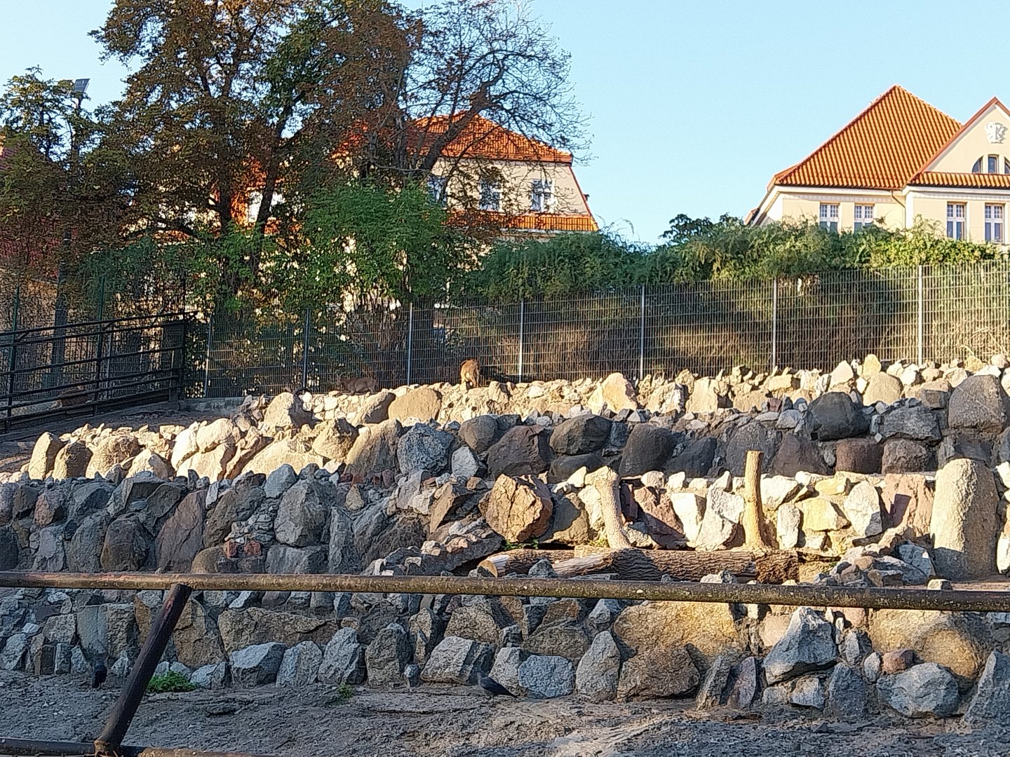 Mountain ungulates - Barbary Sheep (Ammotragus lervia)