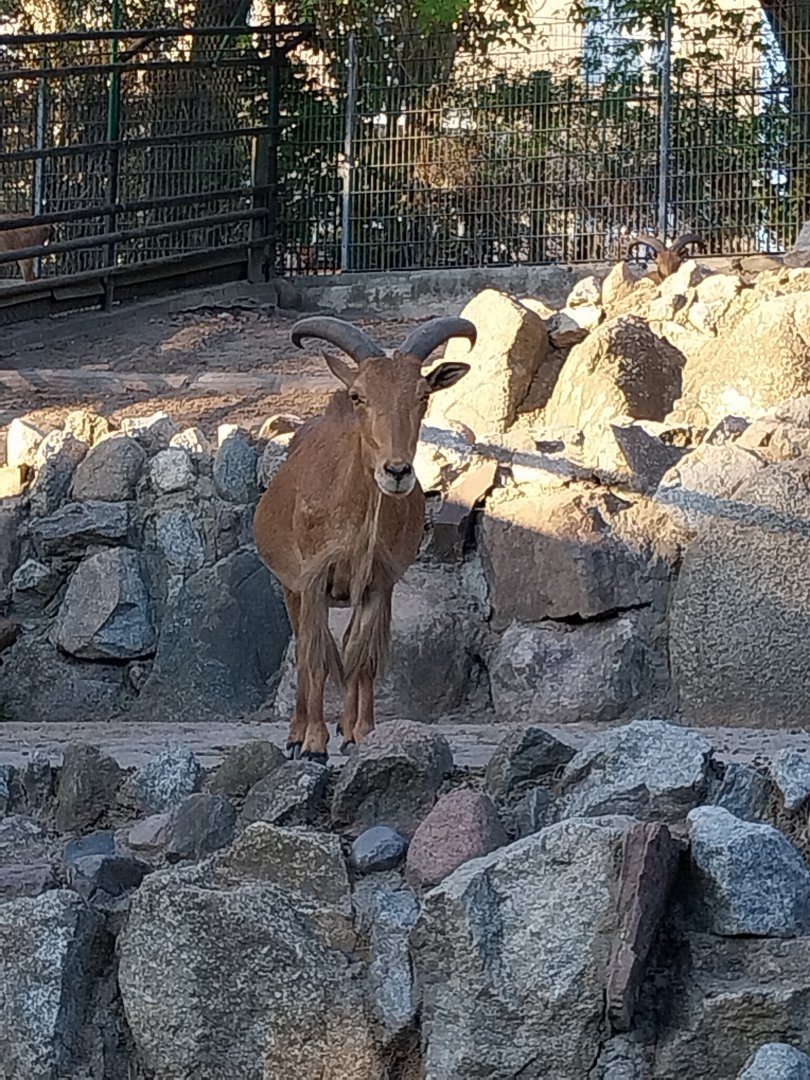 Mountain ungulates - Barbary Sheep (Ammotragus lervia)