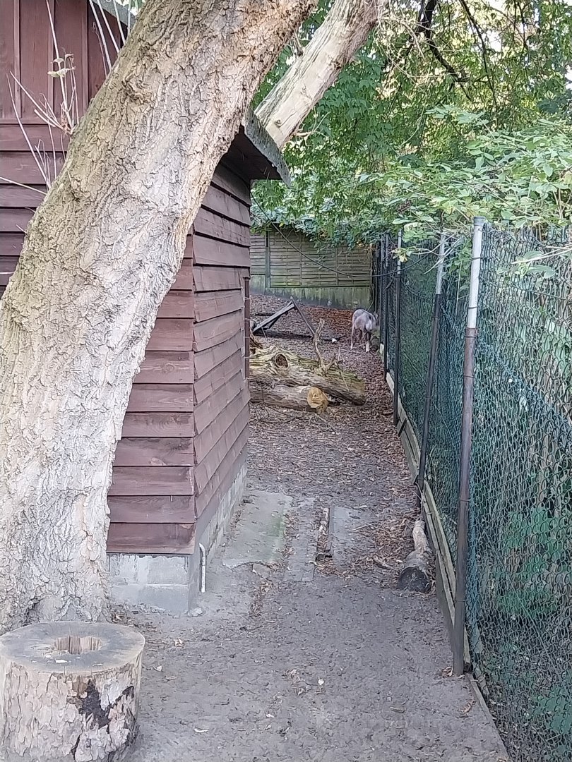 Mountain ungulates - Central Chinese Goral (Naemorhedus griseus arnouxianus)