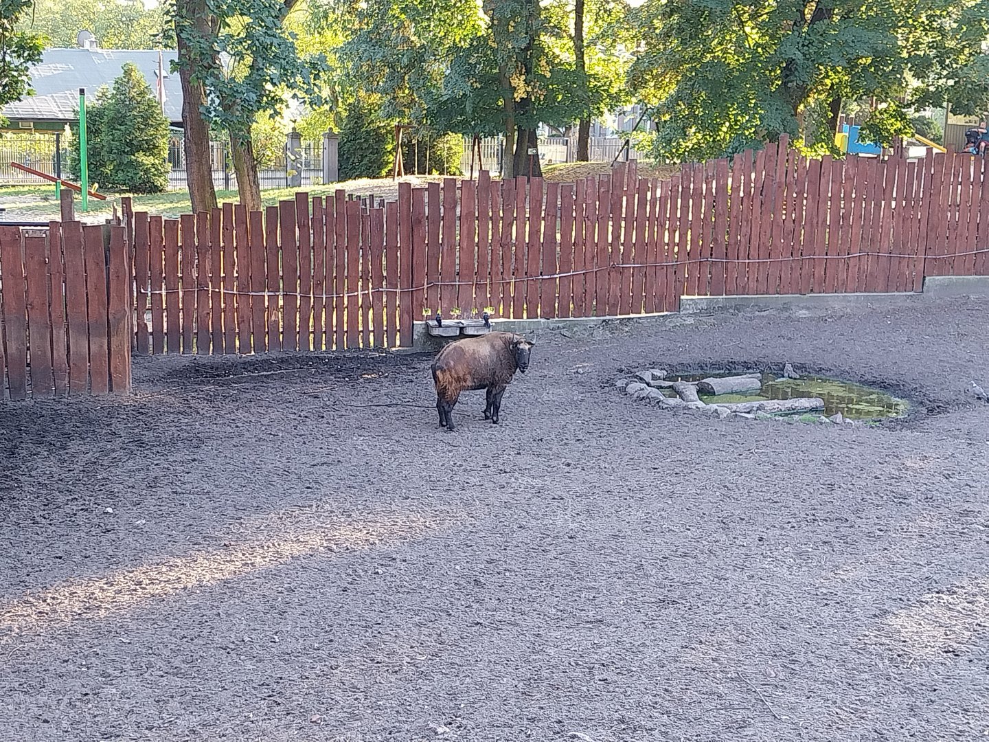 Mountain ungulates - Mishmi Takin (Budorcas taxicolor taxicolor)
