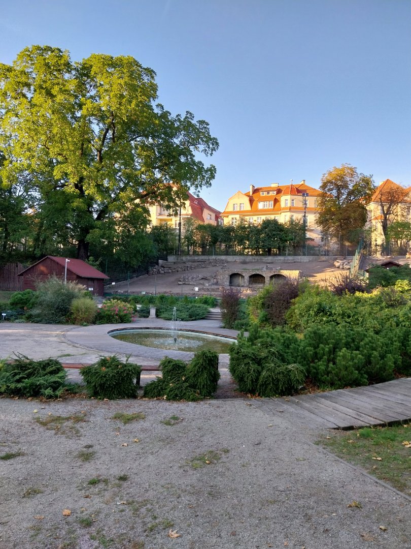 Mountain ungulates - Tajik Markhor (Capra falconeri heptneri) enclosure
