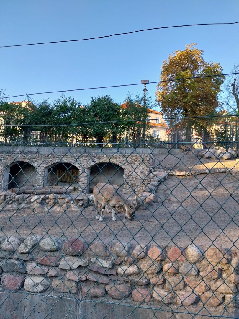 Mountain ungulates - Tajik Markhor (Capra falconeri heptneri)
