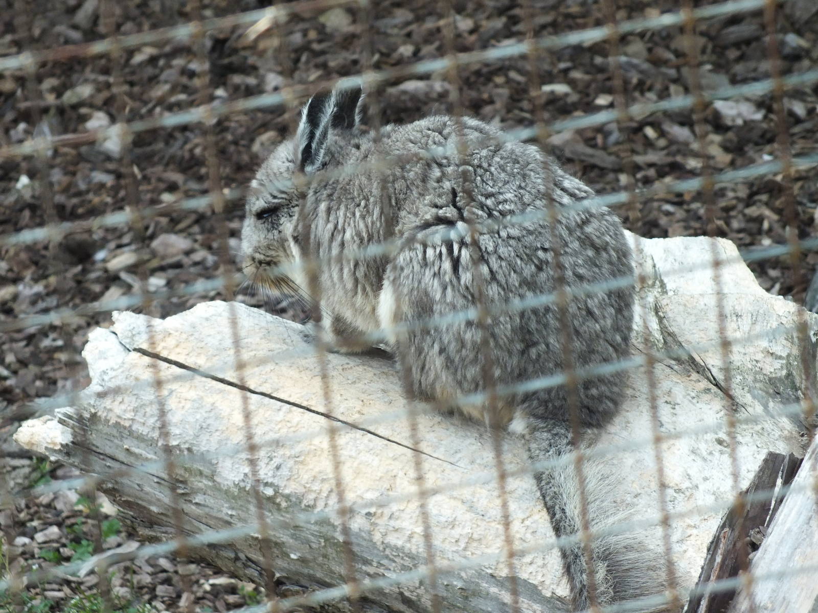 Mountain Viscacha (Lagidium peruanum) at Hamerton Zoo Park - 13 July 2013