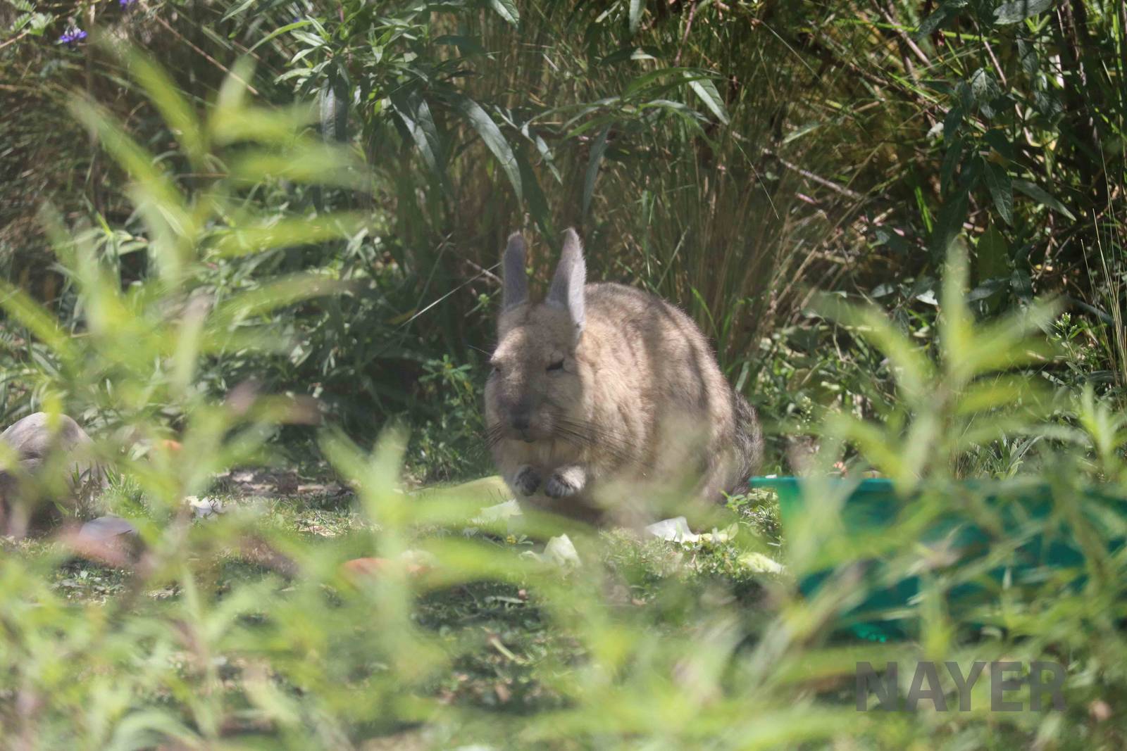 Mountain viscacha, March 2016