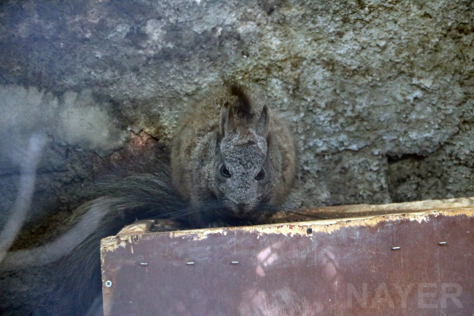 Mountain viscacha, May 2016