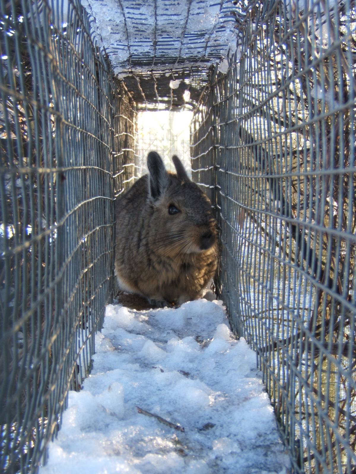 Mountain Viscacha