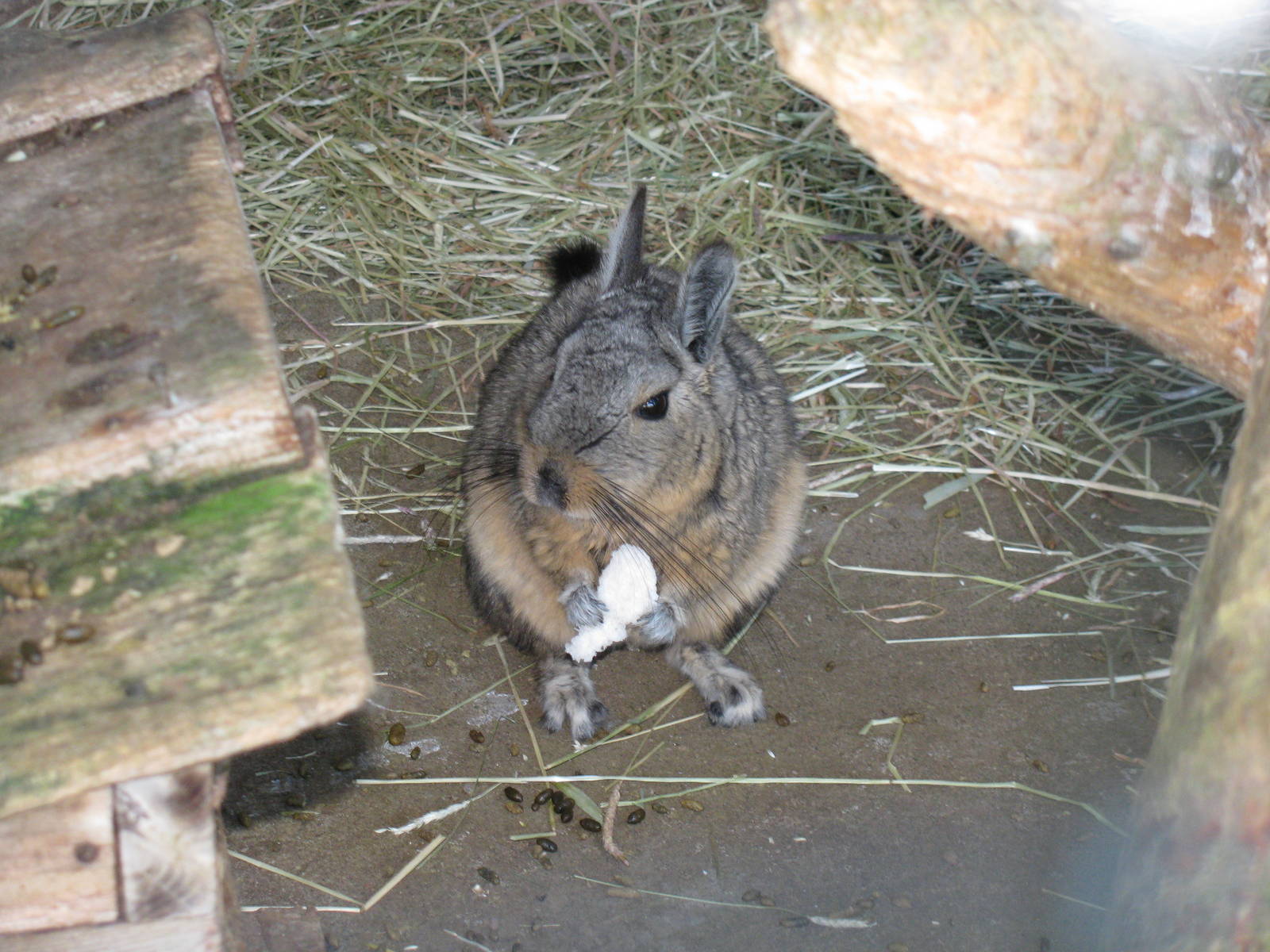 Mountain Viscacha