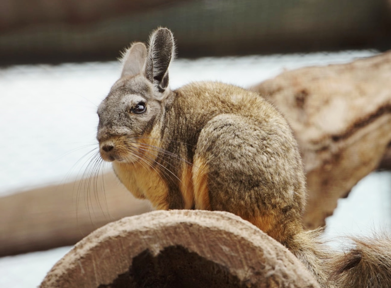 Mountain Viscacha