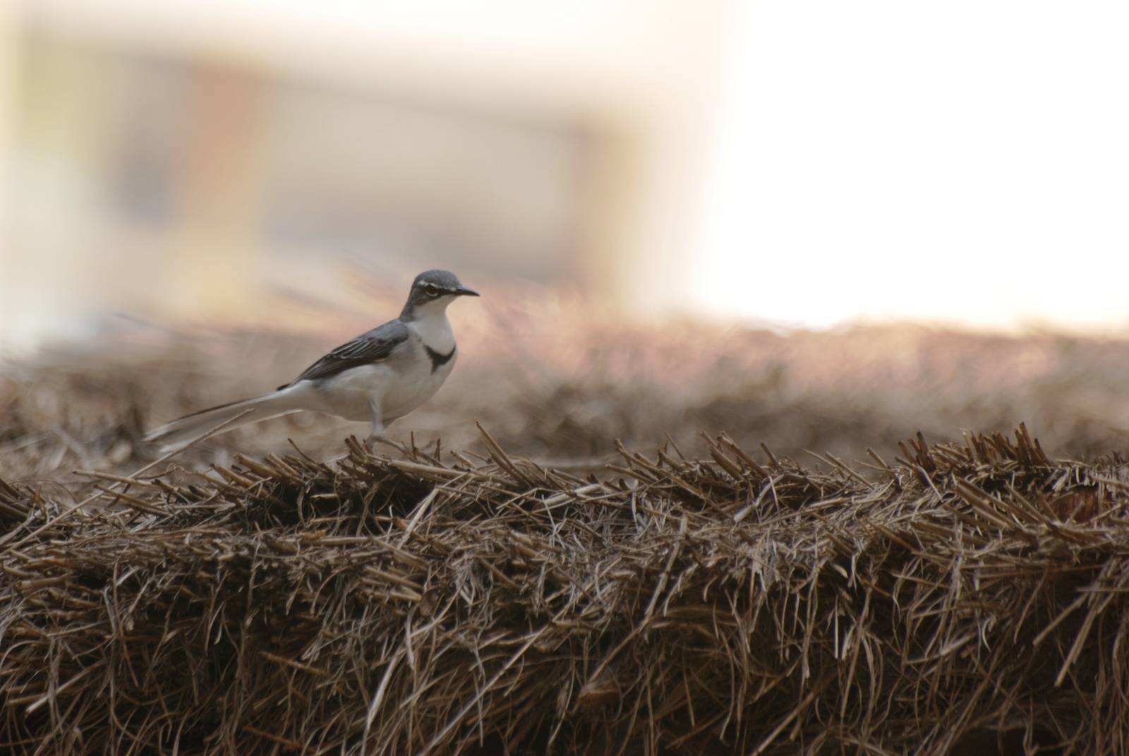 Mountain Wagtail at Shashemene, 14/10/14