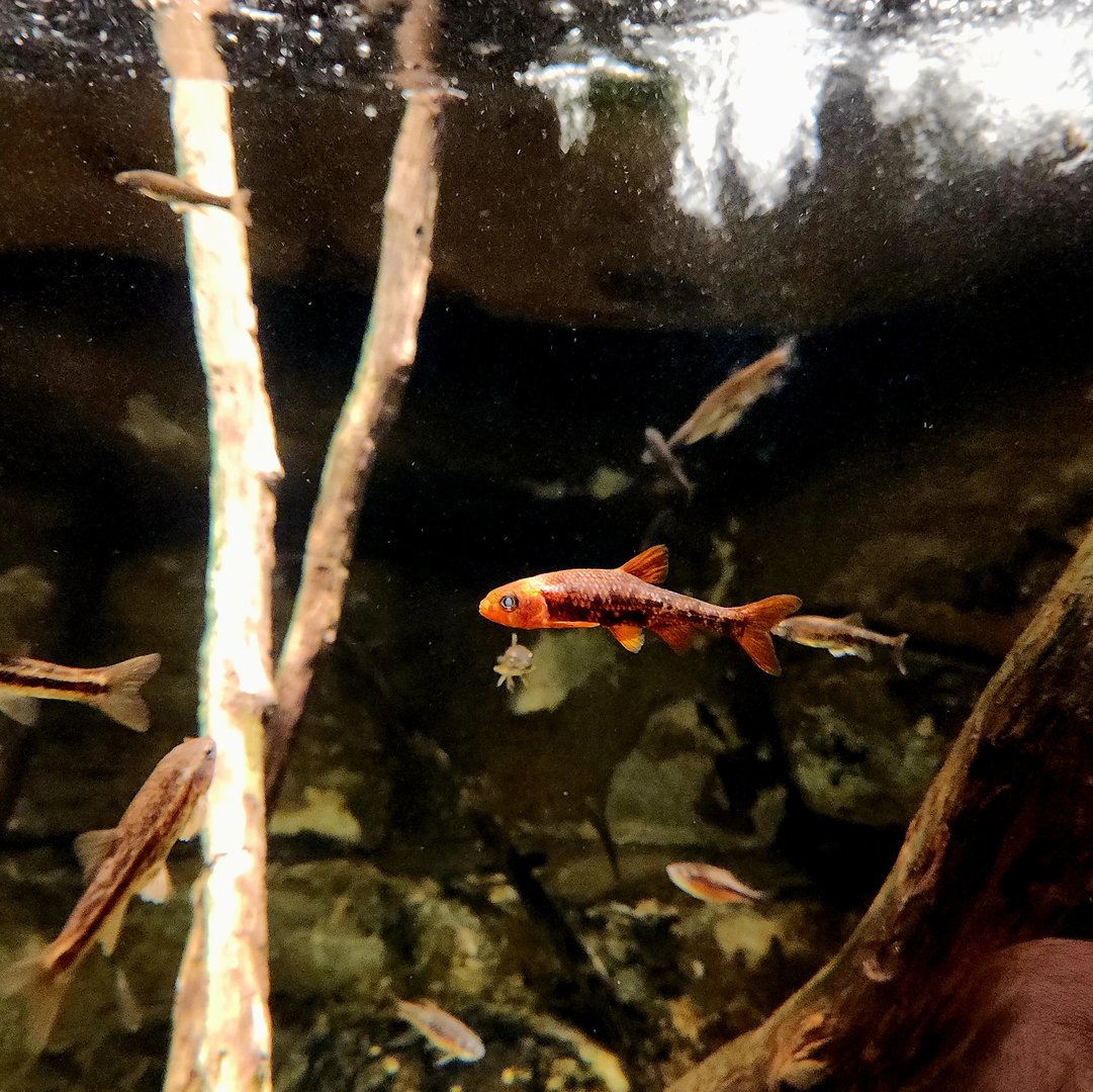 Mountain Waterfall Tank