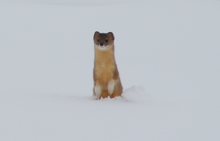 Mountain weasel (Mustela altaica)