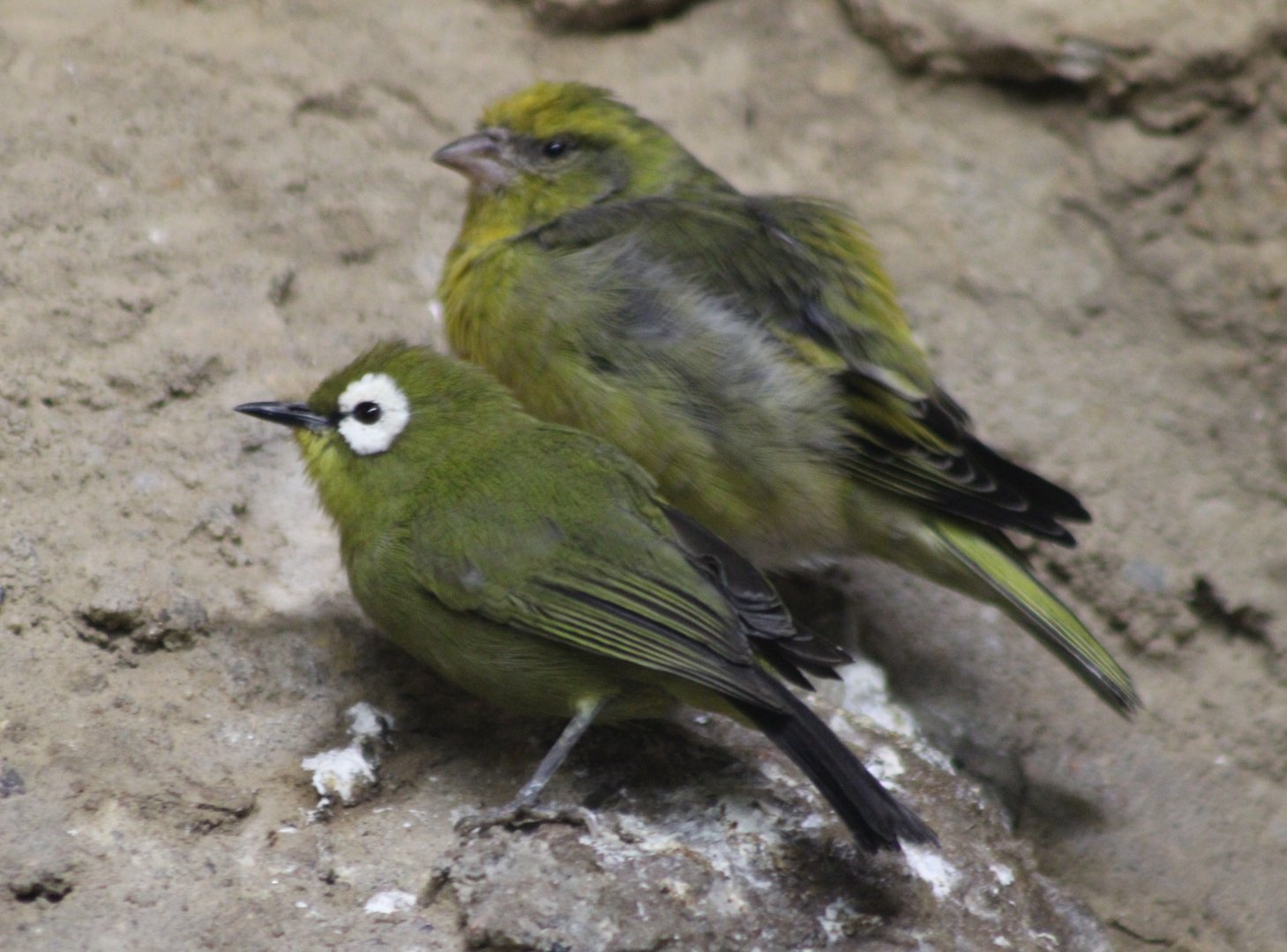 Mountain white-eye and Cape canary