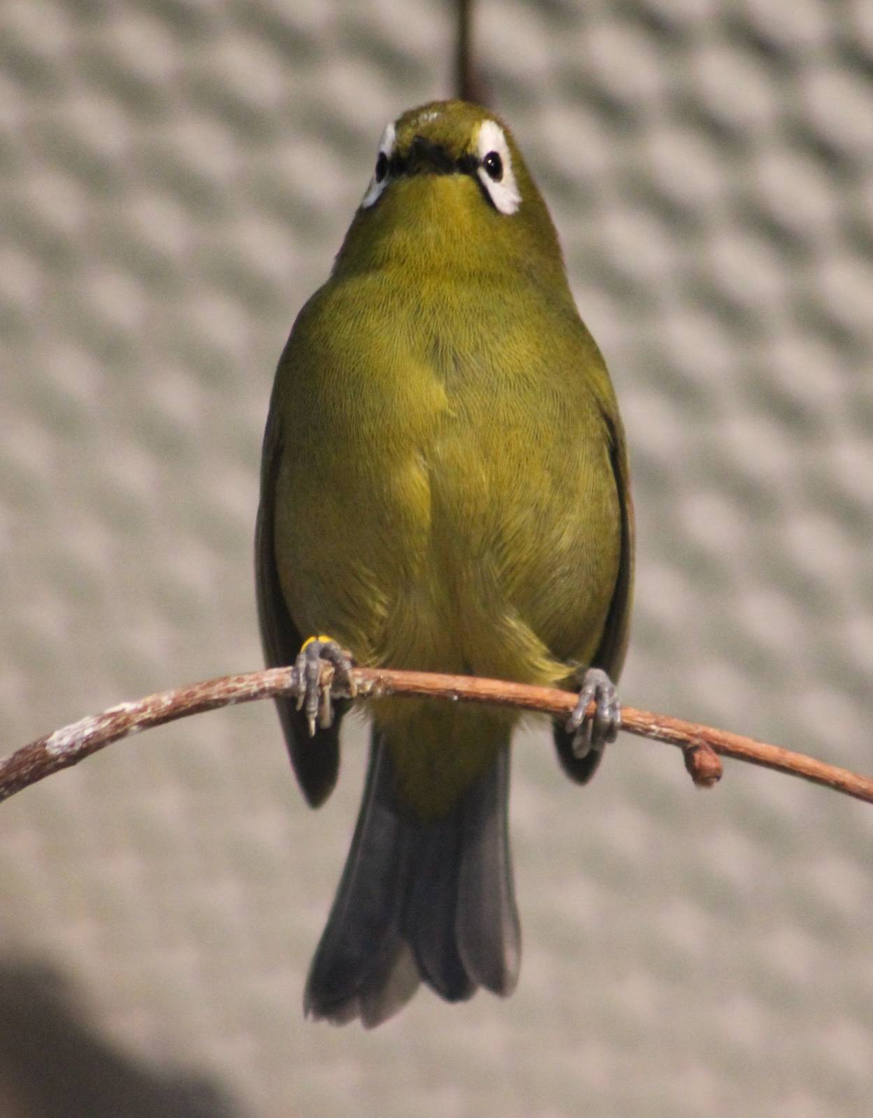 Mountain white-eye