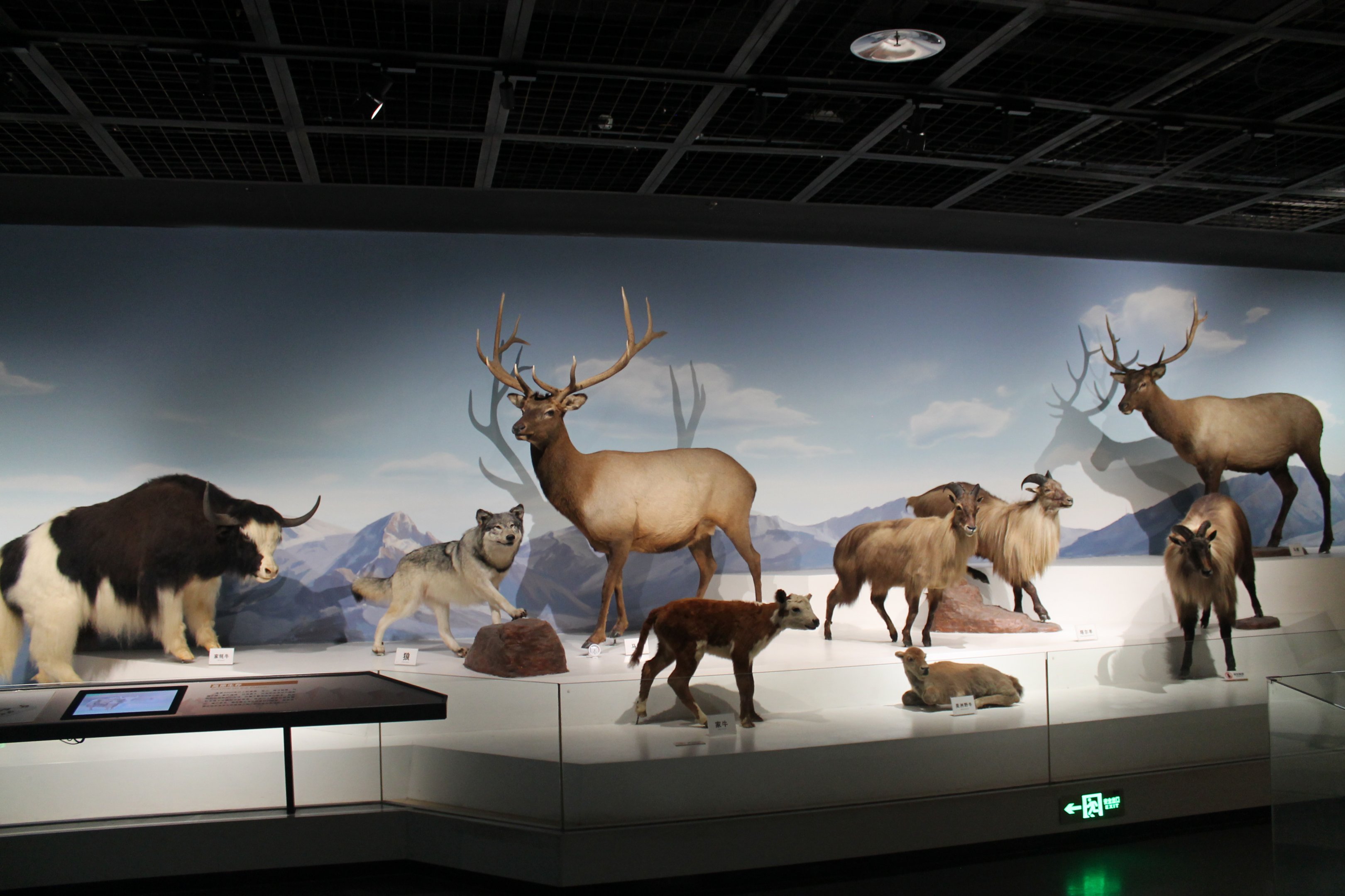 Mountain Wildlife - Shaanxi Nature Museum
