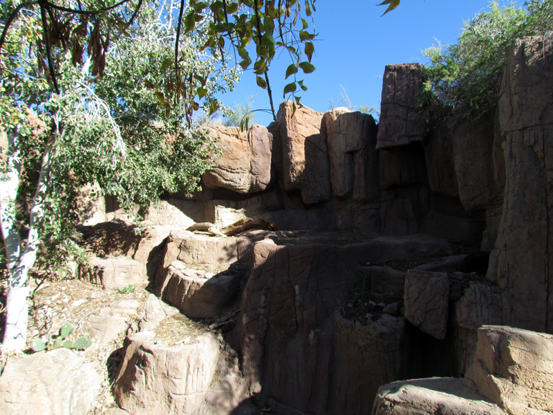 Mountain Woodland - American Black Bear Exhibit