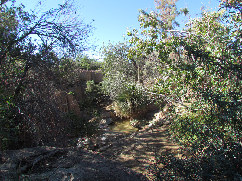 Mountain Woodland - Coue's White-tailed Deer and Merriam's Turkey Exhibit