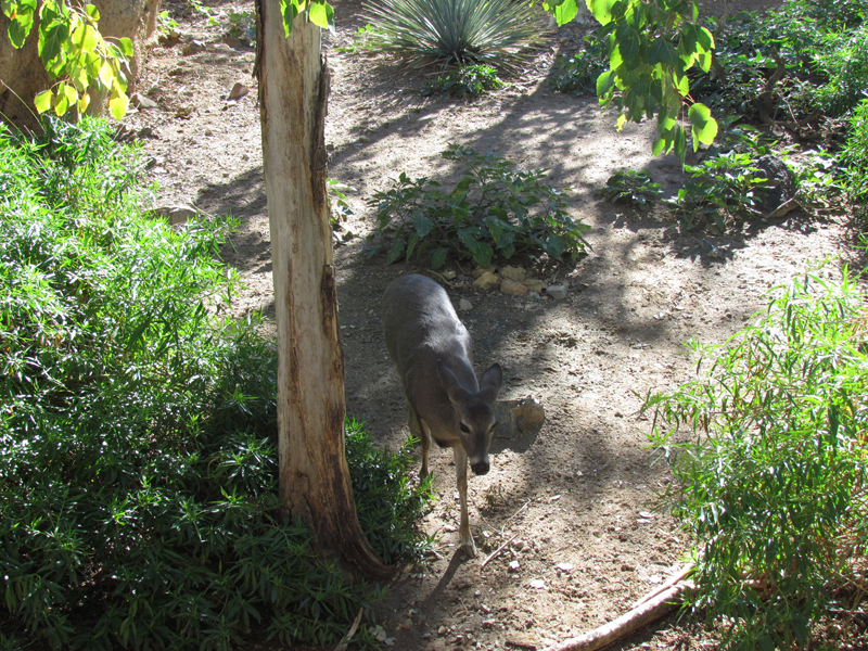 Mountain Woodland - Coue's White-tailed Deer