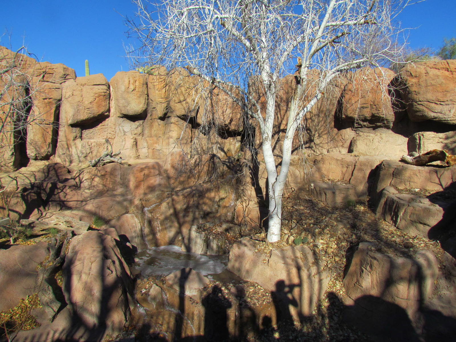 Mountain Woodlands - American Black Bear Exhibit