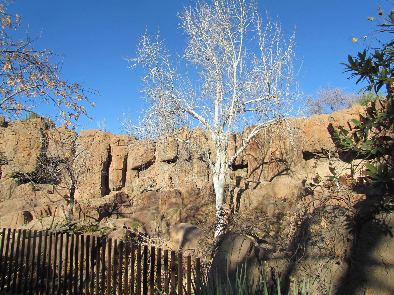 Mountain Woodlands - American Black Bear Exhibit