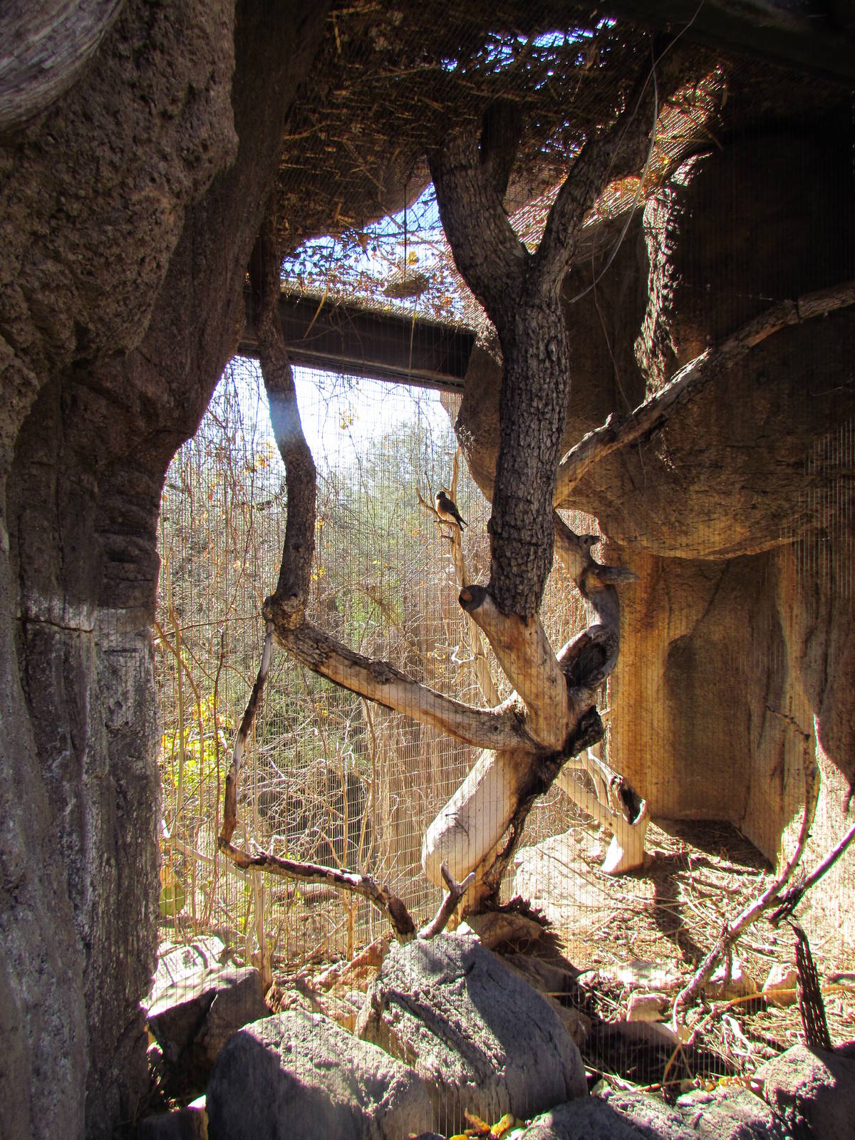 Mountain Woodlands - American Kestrel Exhibit