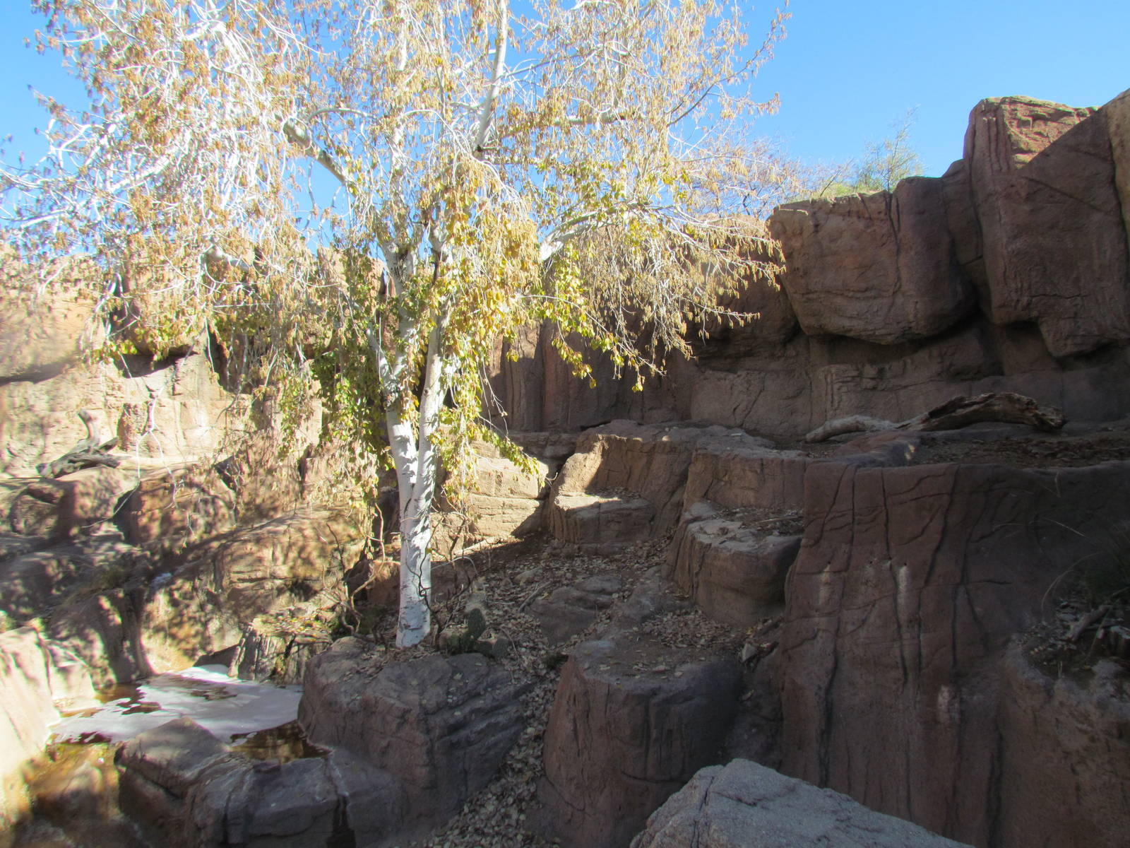 Mountain Woodlands - Black Bear Exhibit
