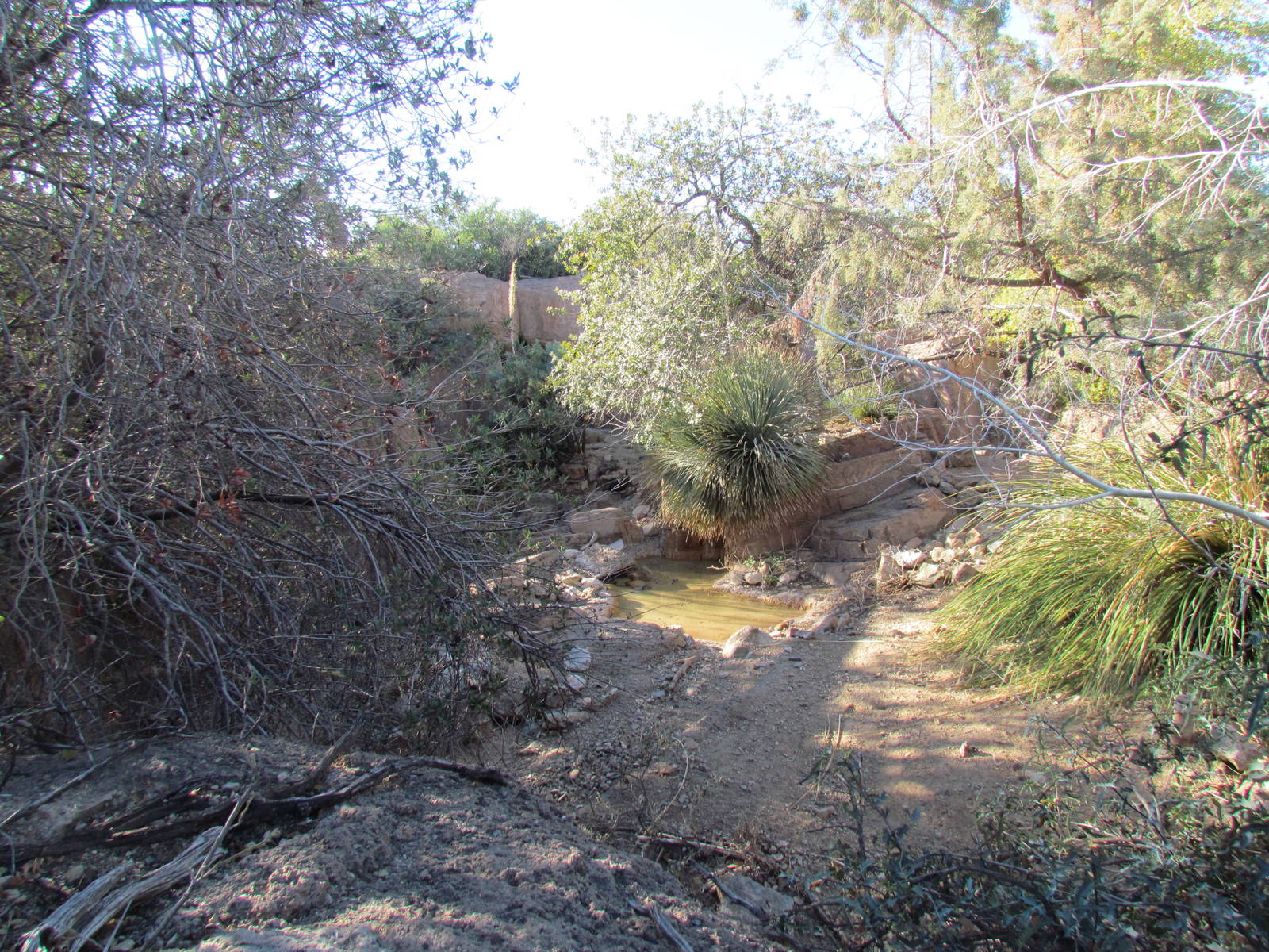 Mountain Woodlands - Coue's White-tailed Deer and Wild Turkey Exhibit