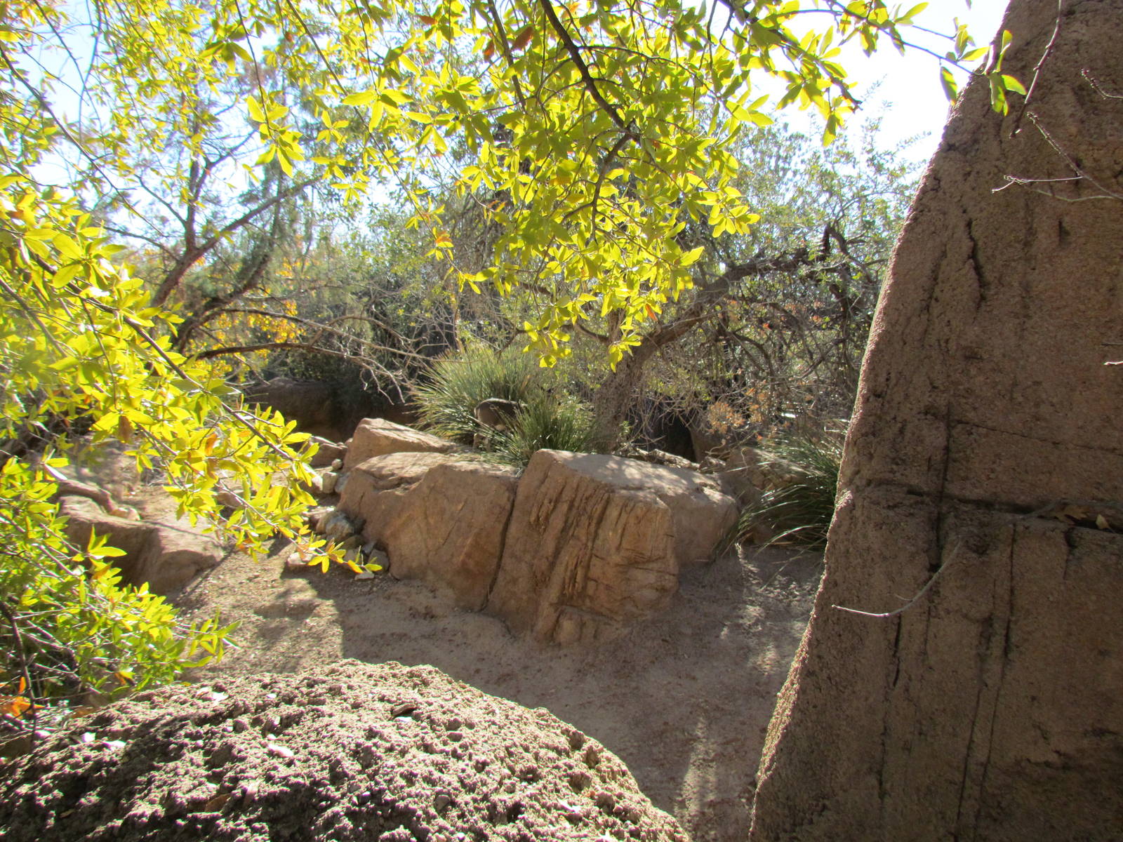 Mountain Woodlands - Coue's White-tailed Deer Exhibit
