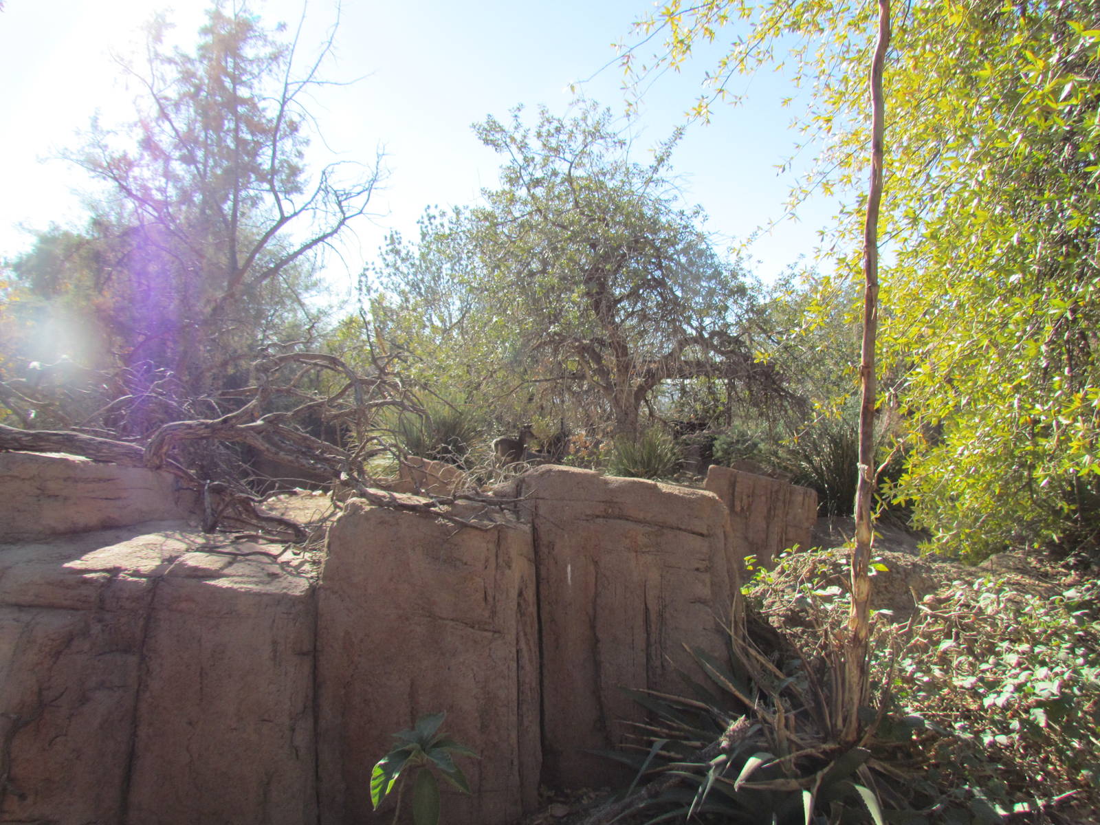 Mountain Woodlands - Coue's White-tailed Deer Exhibit