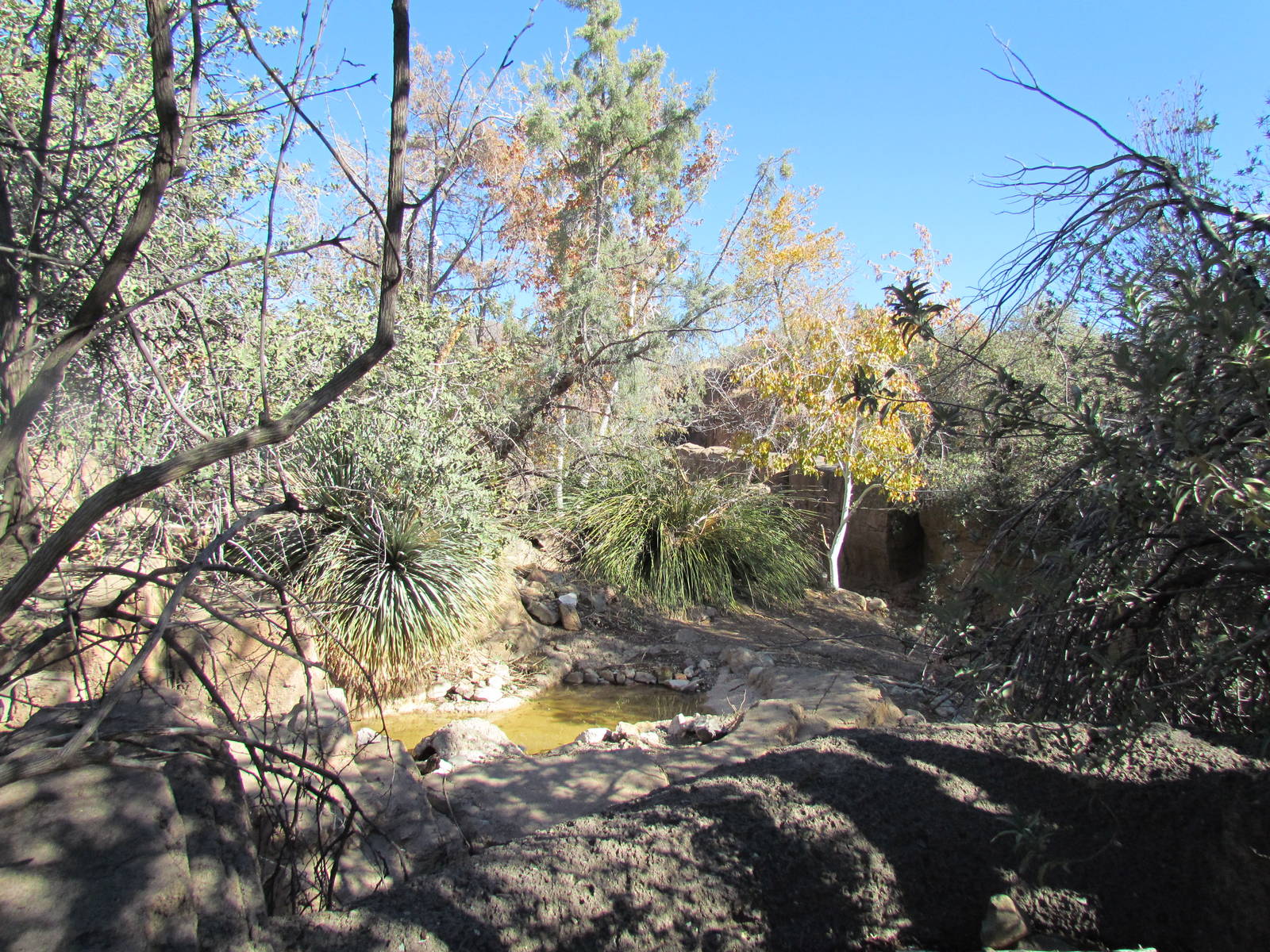 Mountain Woodlands - Coue's White-tailed Deer Exhibit
