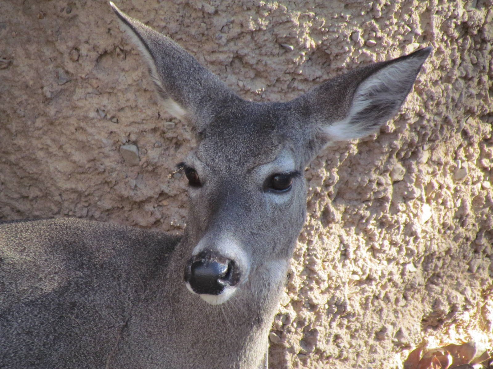 Mountain Woodlands - Coue's White-tailed Deer