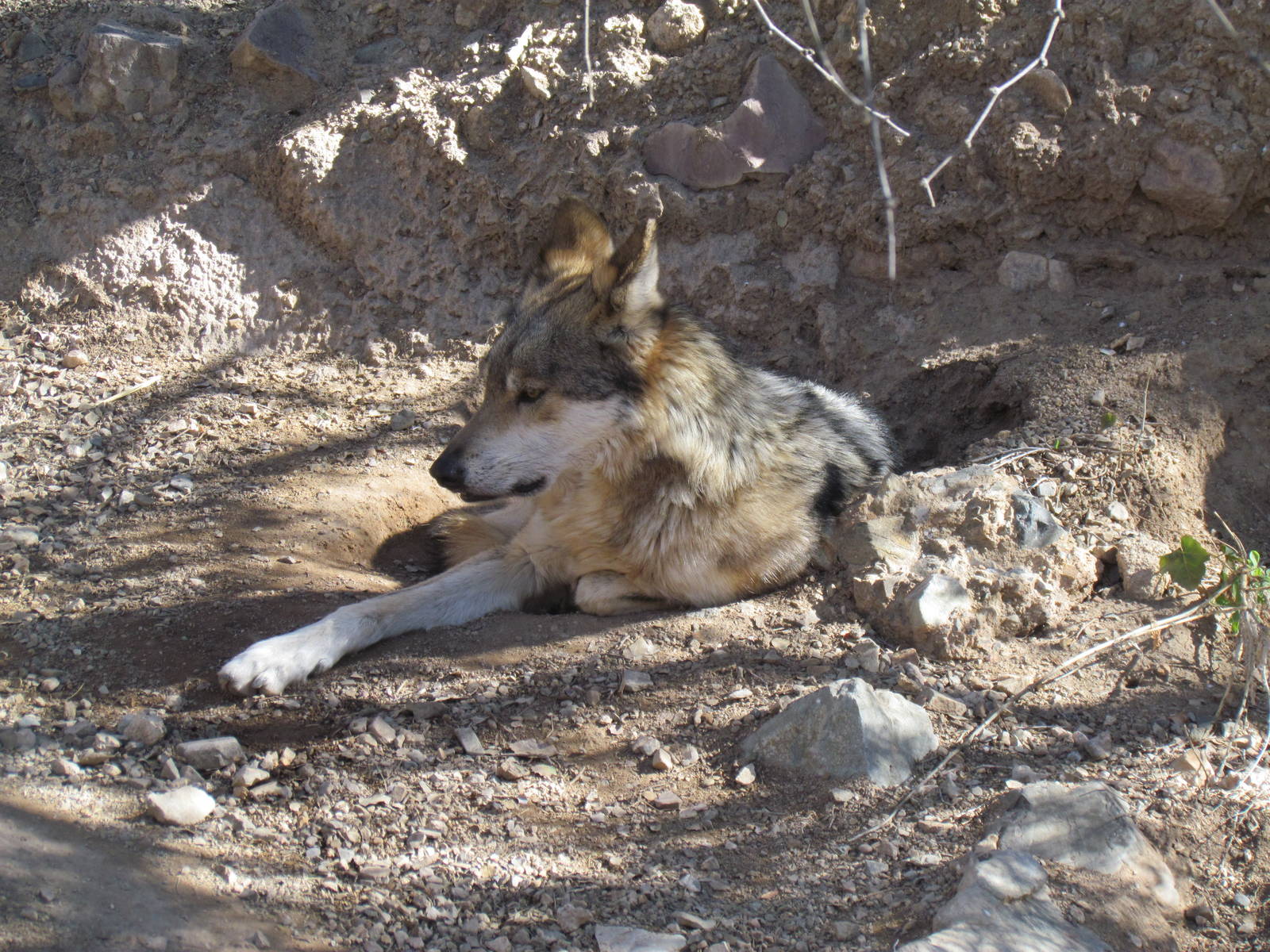 Mountain Woodlands - Mexican Gray Wolf