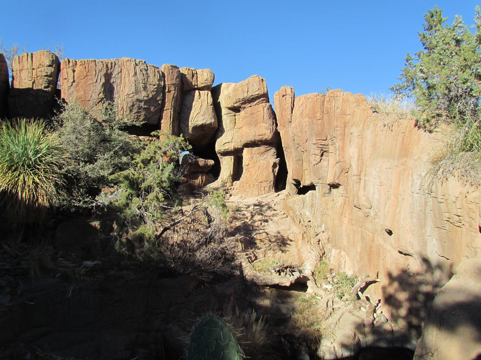 Mountain Woodlands - Mountain Lion Exhibit