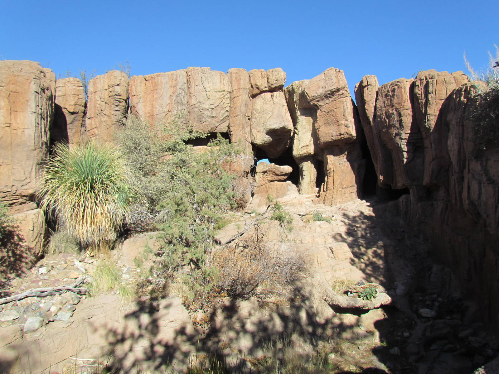Mountain Woodlands - Puma Exhibit