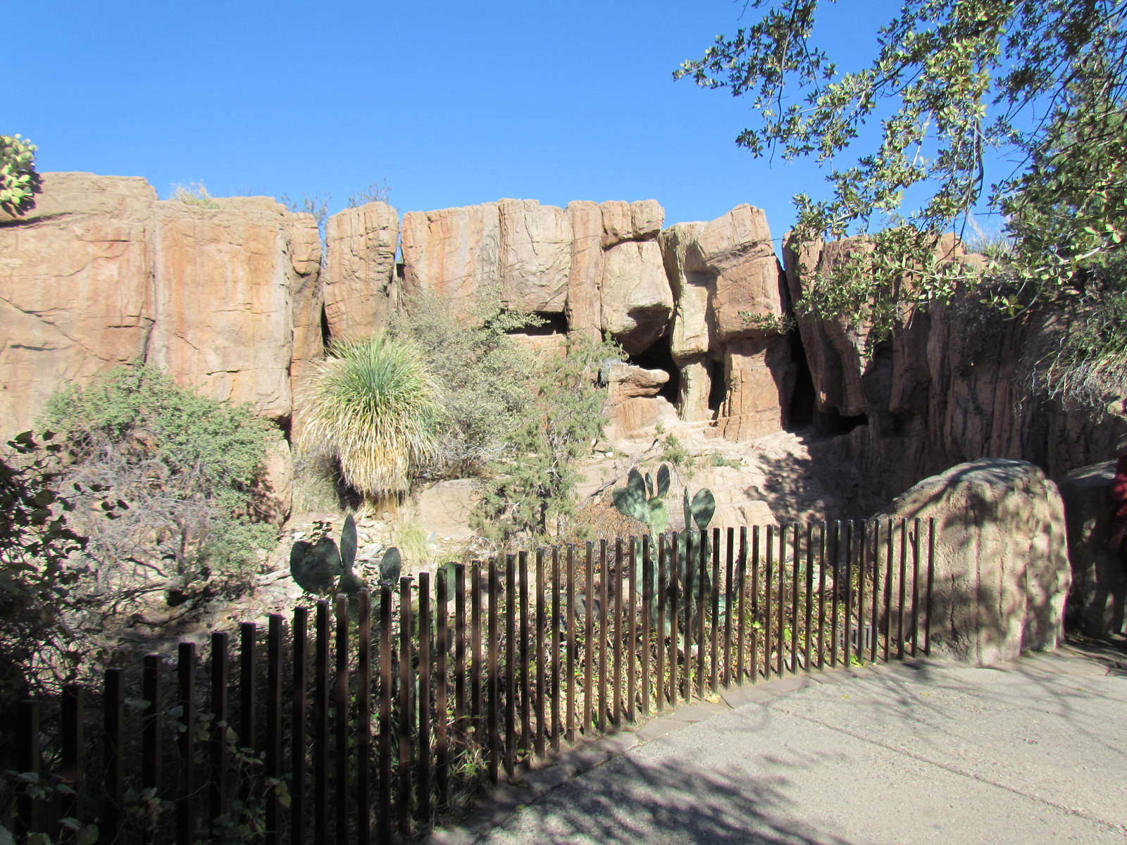 Mountain Woodlands - Puma Exhibit