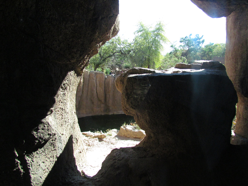 Mountain Woodlands - Puma Exhibit