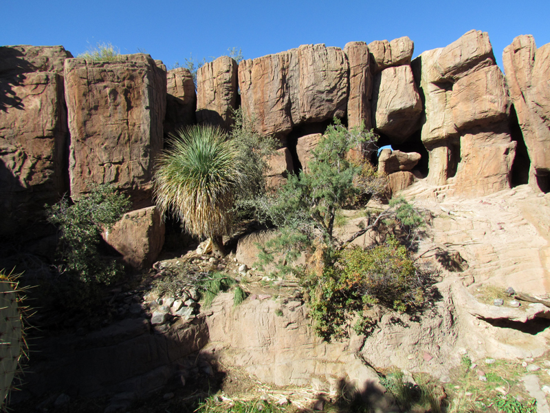 Mountain Woodlands - Puma Exhibit