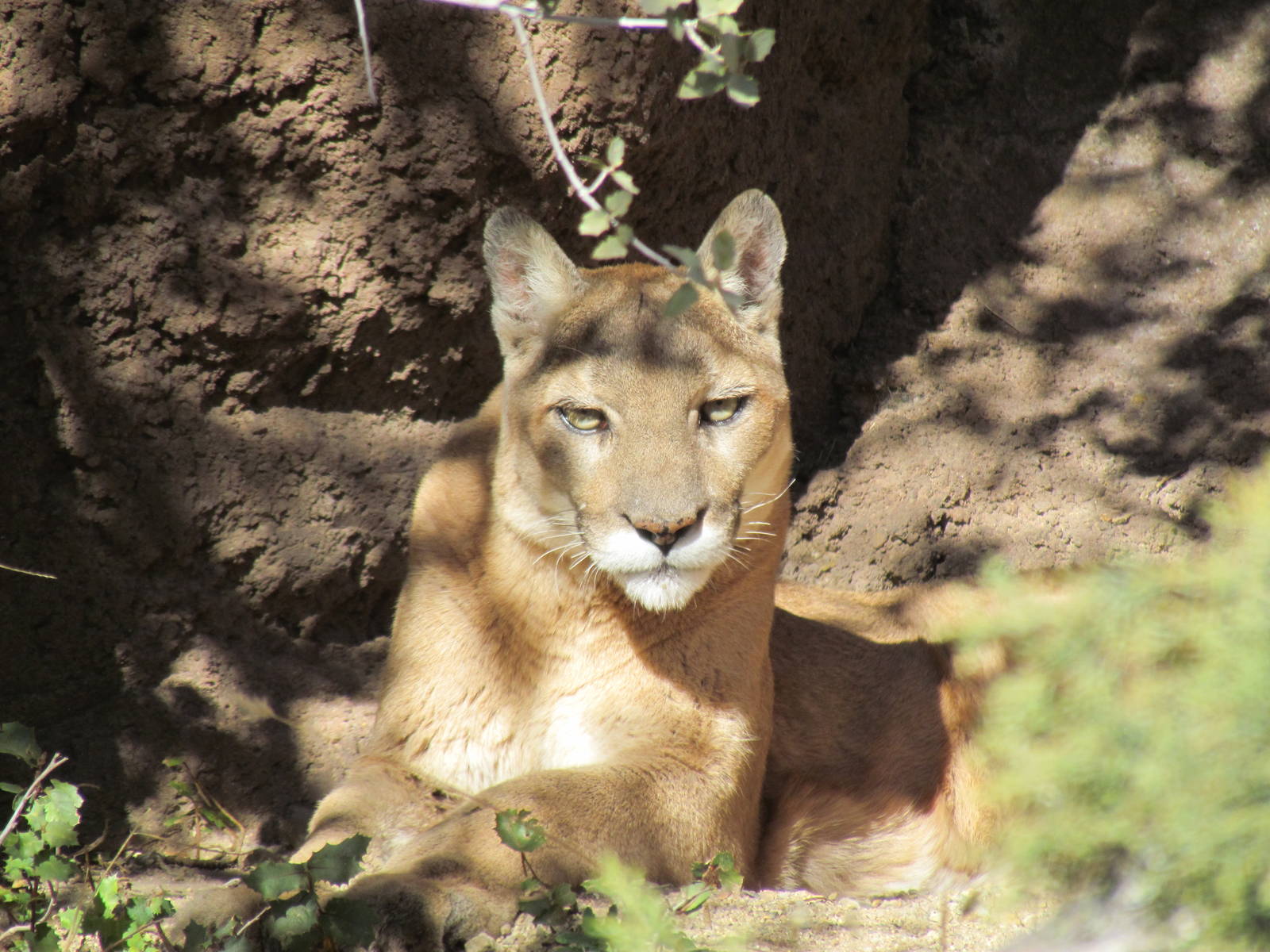 Mountain Woodlands - Puma