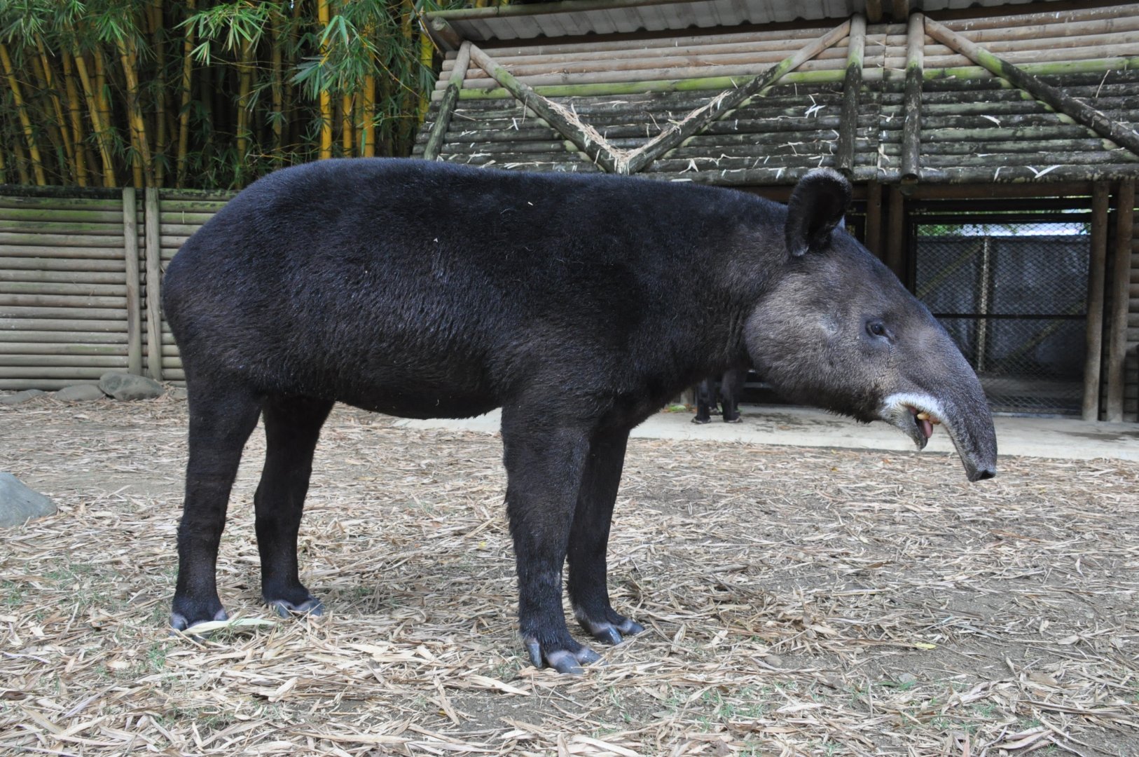 Mountain/woolly tapir/ Tapirus pinchaque