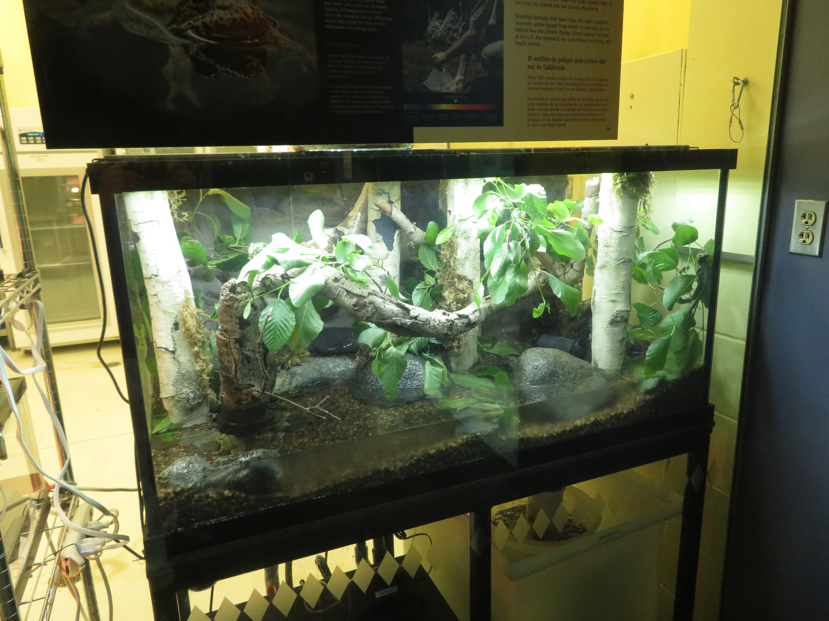 Mountain Yellow-legged Frog Exhibit