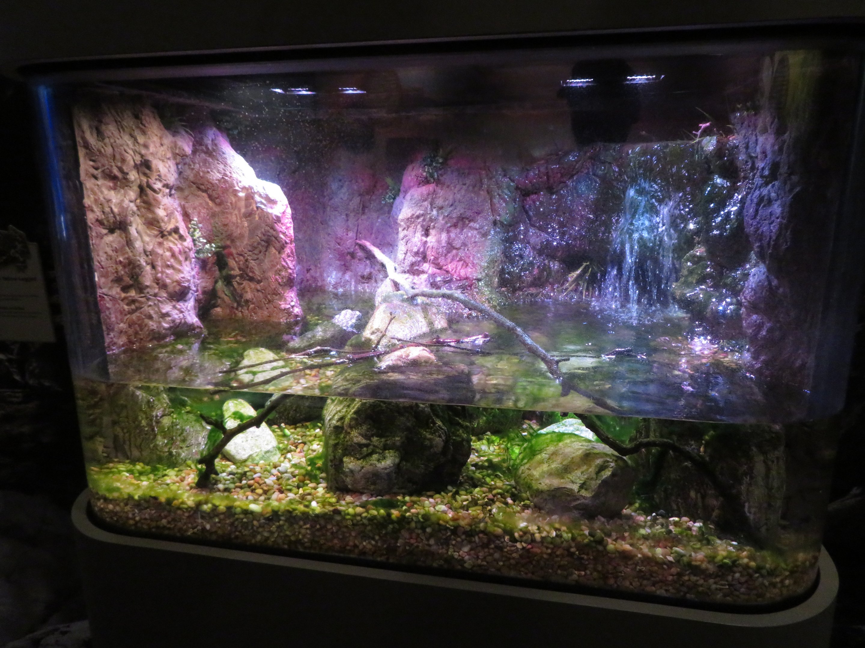 Mountain Yellow-legged Frog Exhibit