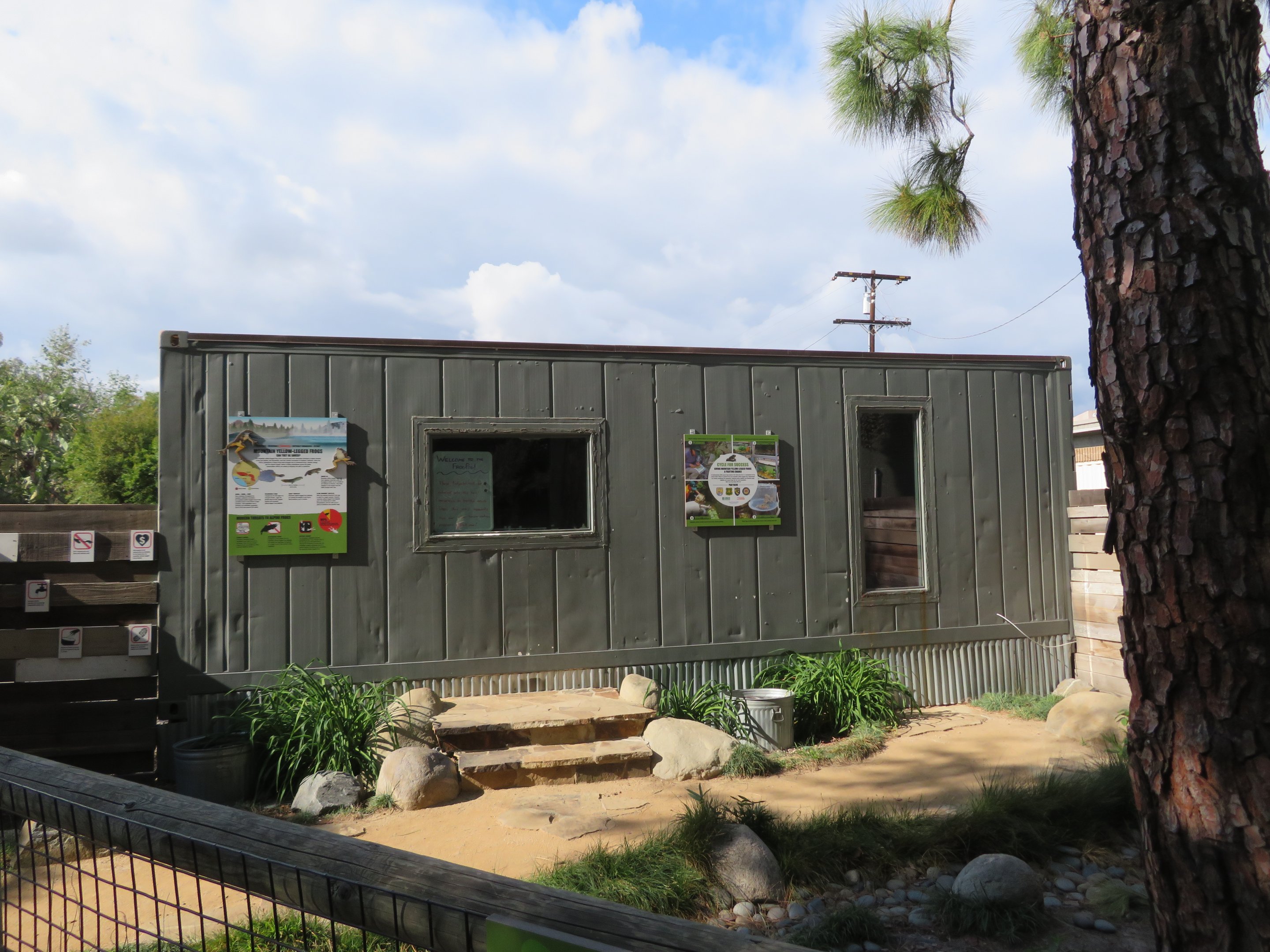 Mountain Yellow-legged Frog Pod